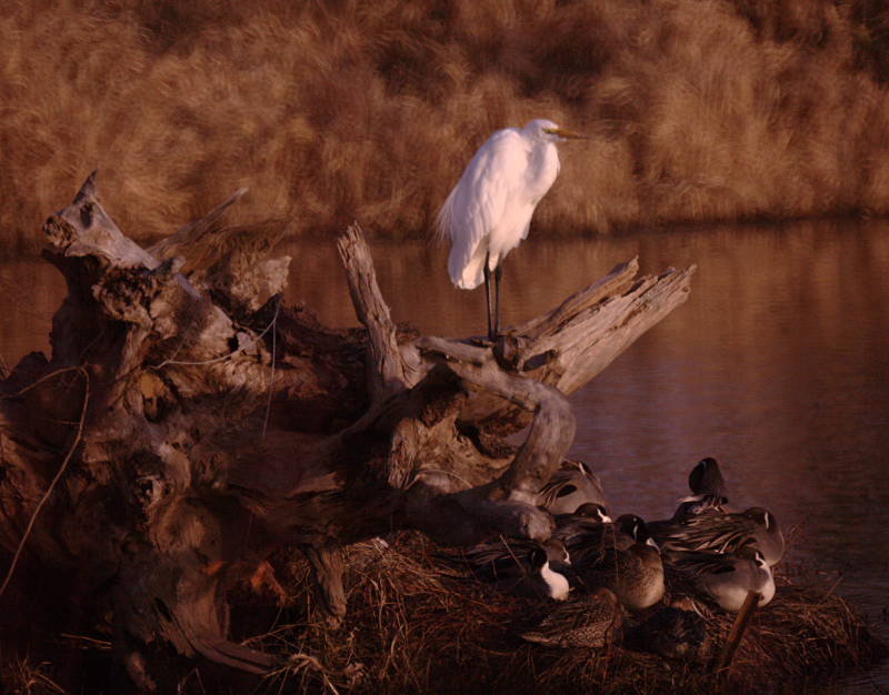 Island with Egret