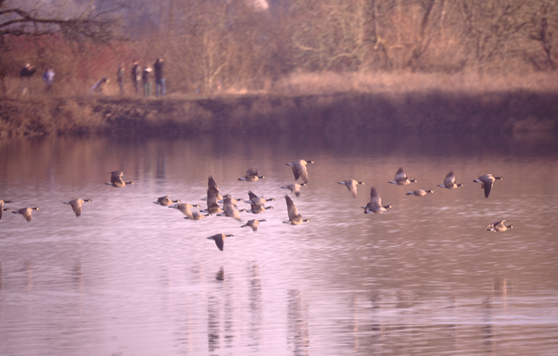 Cackling Geese taking off