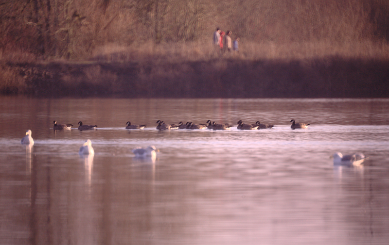 Cackling Geese and Gulls