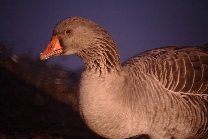 Gus the Greylag Goose