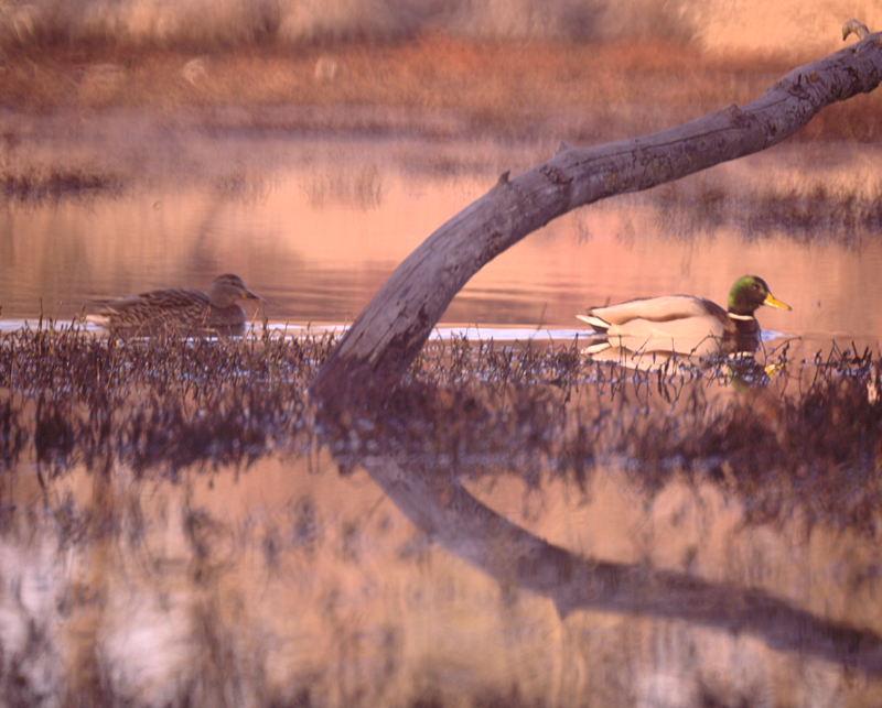 Mallard Duck pair