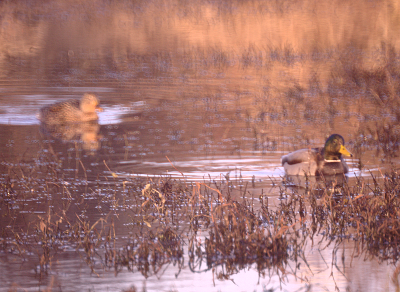 Mallard Duck pair