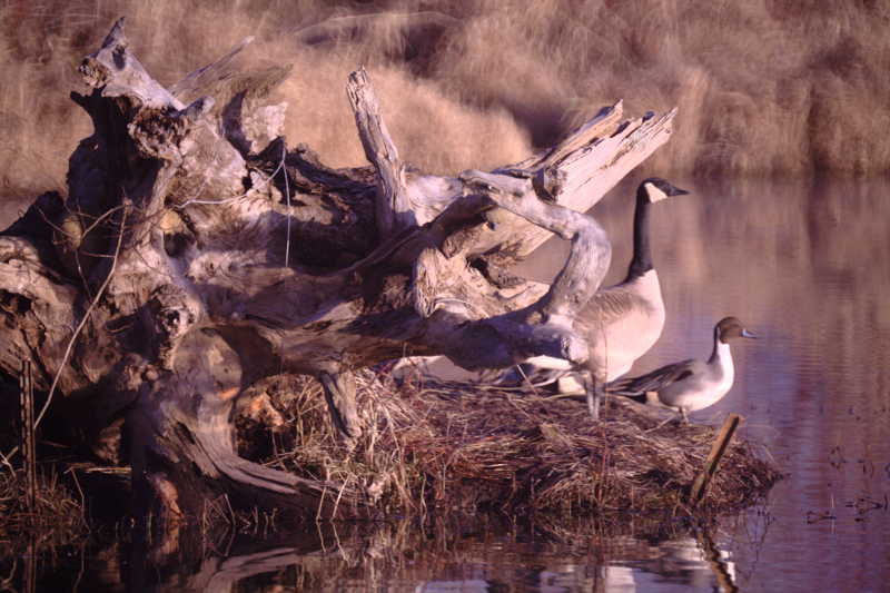 Deadwood and Canada Goose and Duck