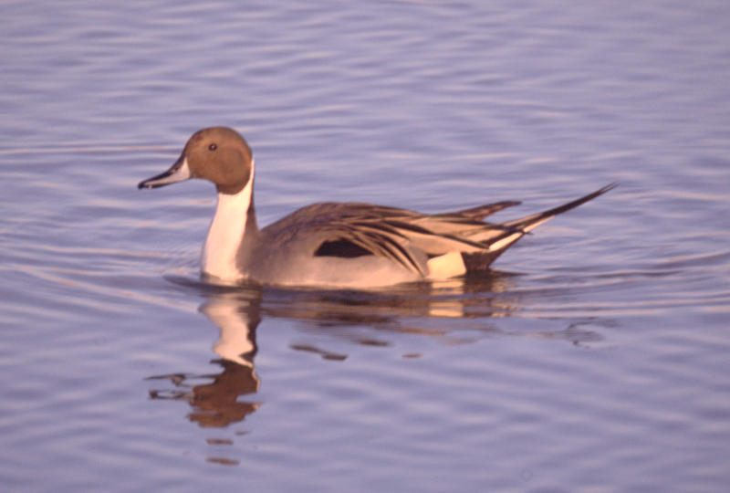 Pintail Drake