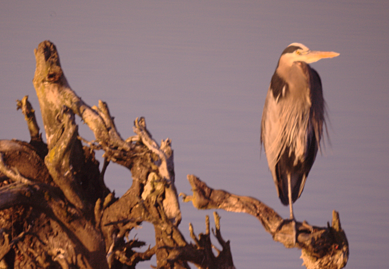 Great Blue Heron