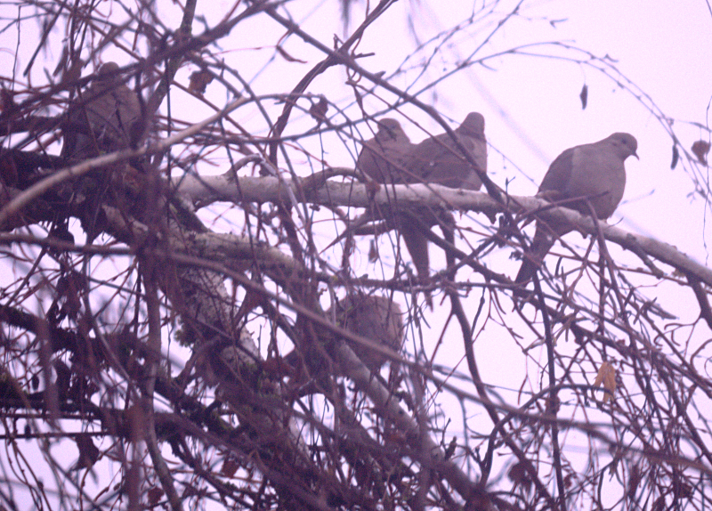 Mourning Doves