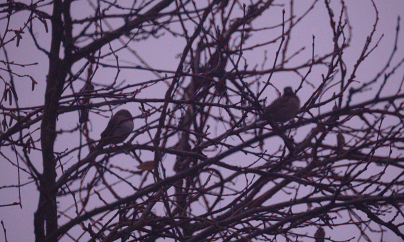 Dark-Eyed Junko sleeping