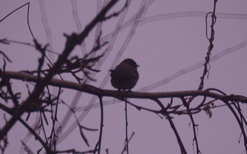 unknown bird sleeping