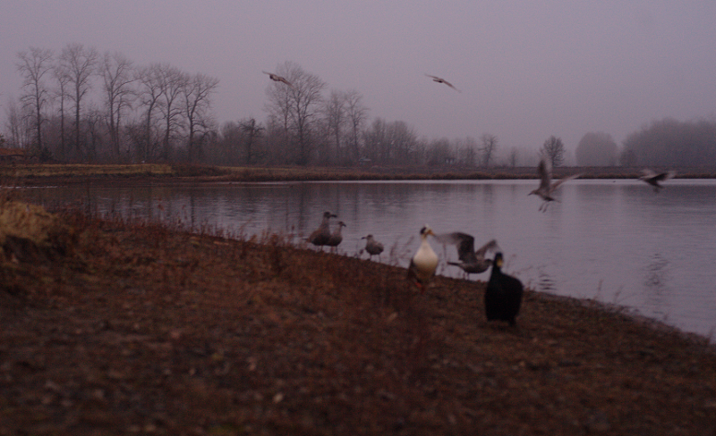 Domestic ducks coming