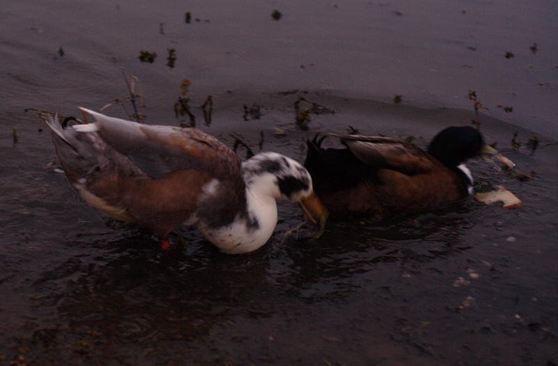 Domesticated ducks eating