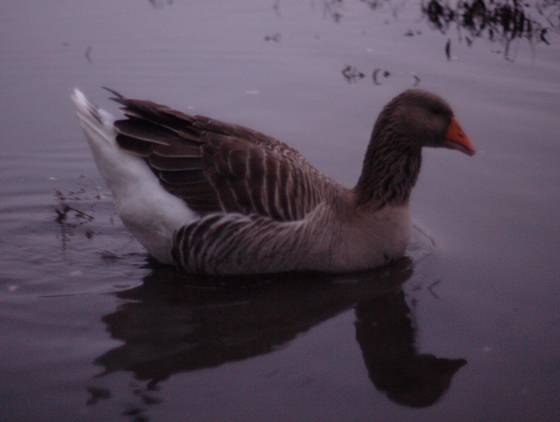 Gus the Greylag Goose