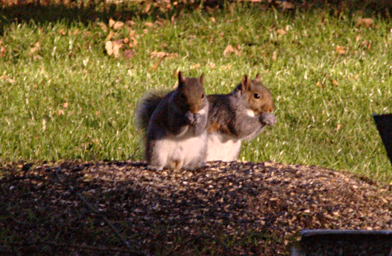 Squirrels
