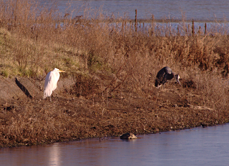 A Great Egret and a Great Blue Heron