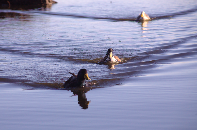 Mongrel Domesticated ducks