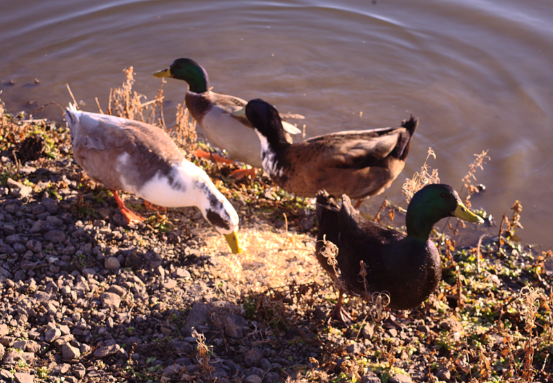 Mongrel Domesticated ducks+Mallard