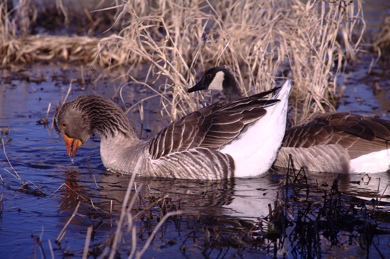 Gus the Greylag Goose + Canada Goose