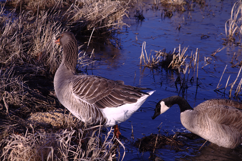 Gus the Greylag Goose + Canada Goose