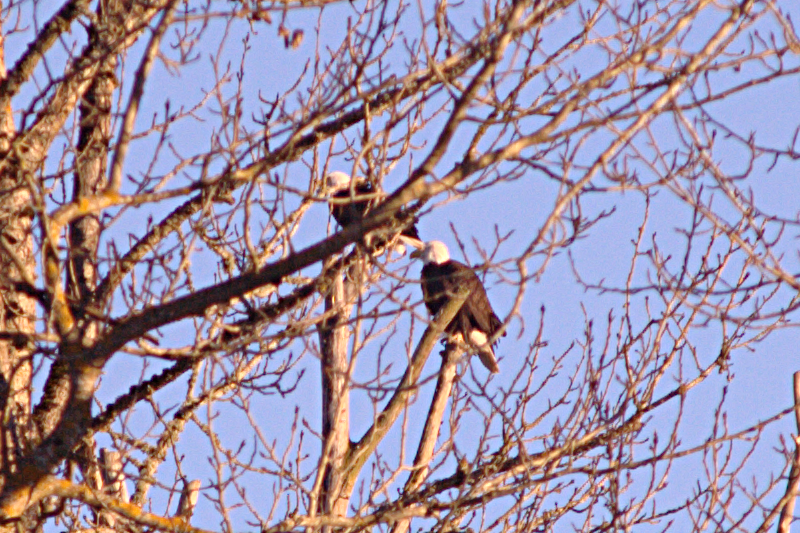 Bald Eagles