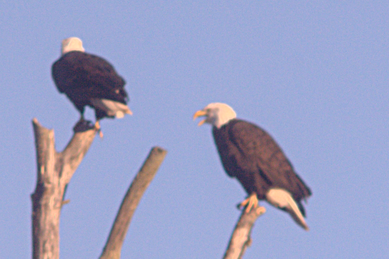 Bald Eagles