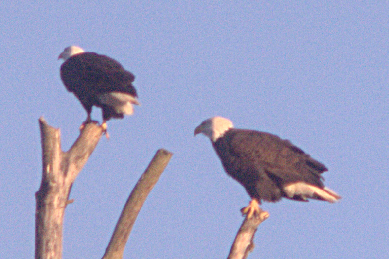 Bald Eagle Pair