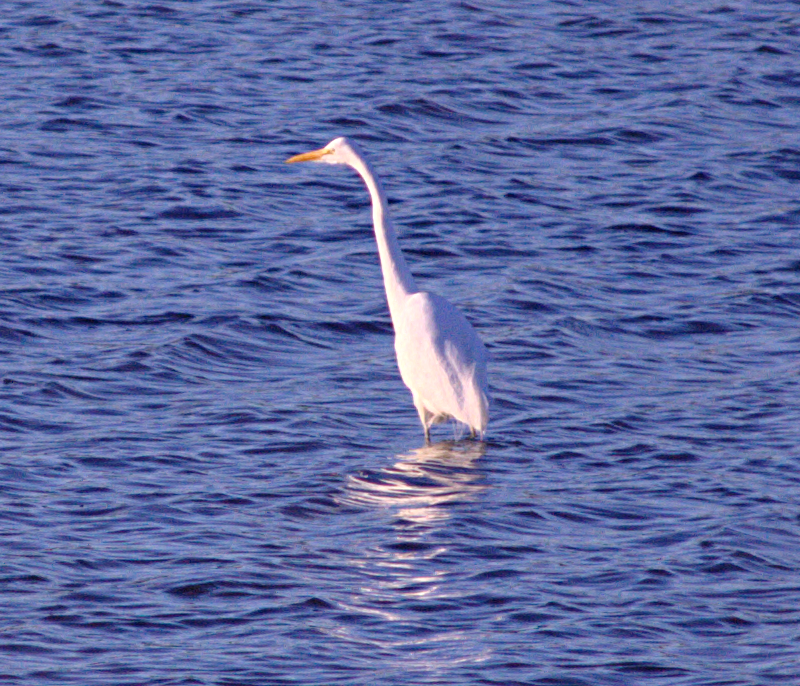 Great Egret