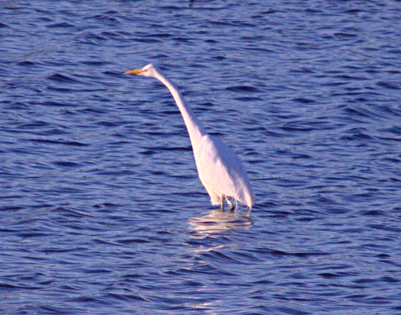 Great Egret