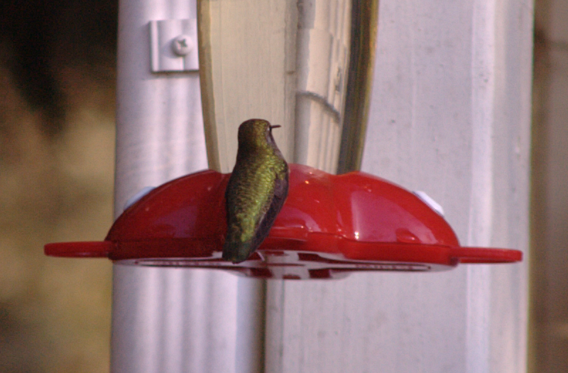 Annas Hummingbird