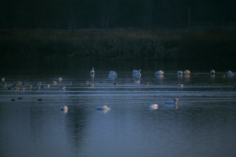 Snow Geese