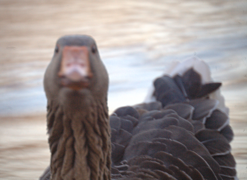 Gus the Greylag Goose