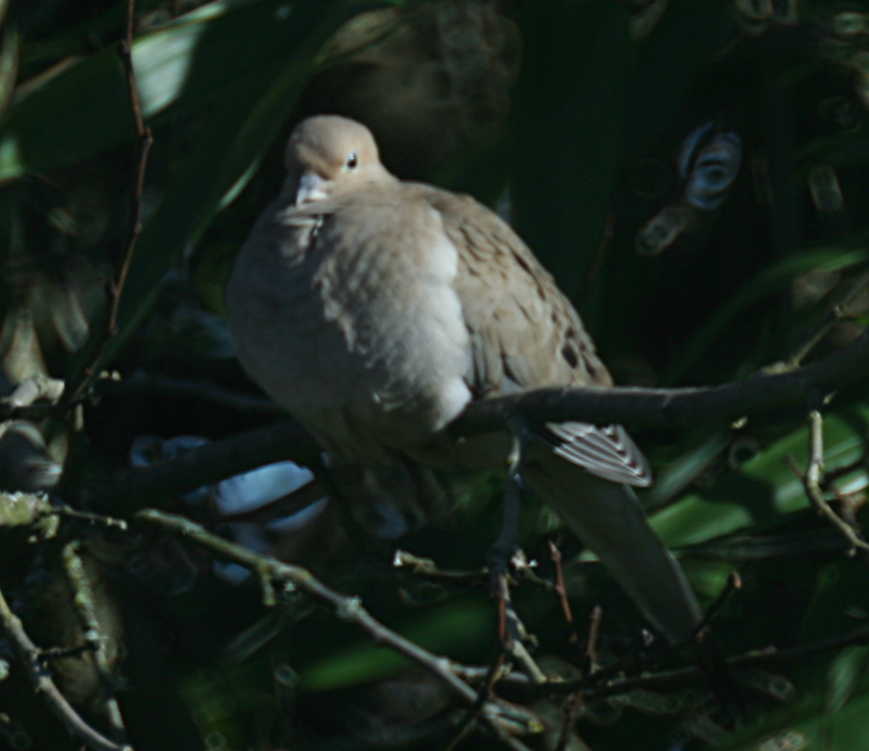 Mourning Dove