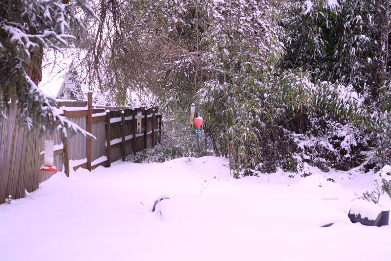 Snowy Back Yard