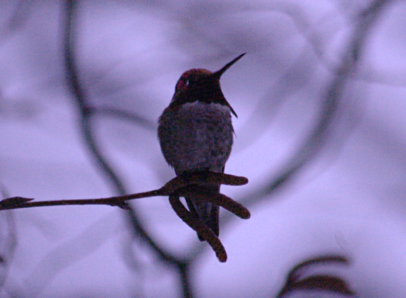 Hummingbird in Winter
