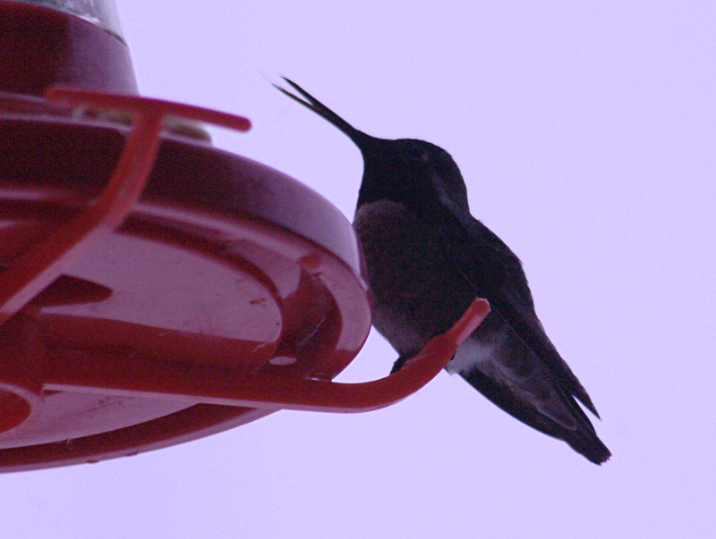 Hummingbird at Feeder