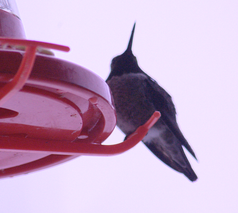 Hummingbird at Feeder