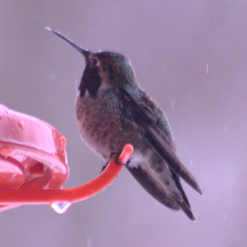 Male Annas Hummingbird