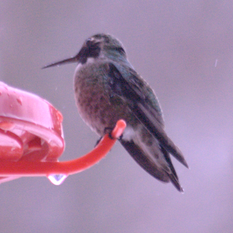 Male Annas Hummingbird