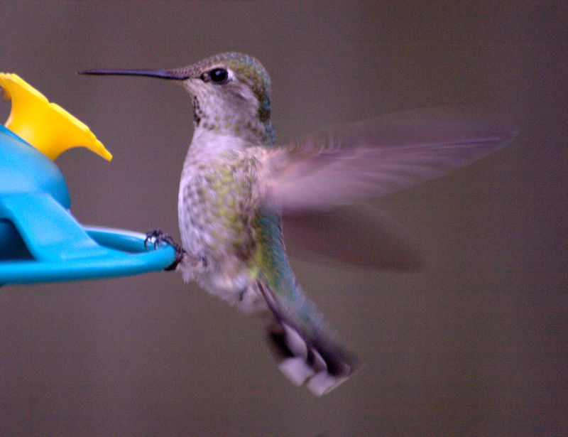 Female Annas Hummingbird