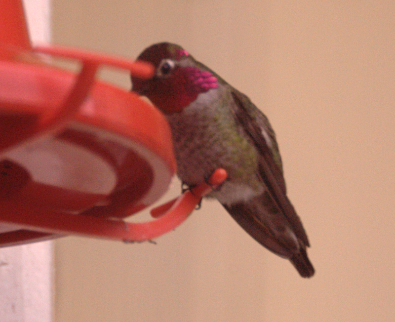 Hummingbird