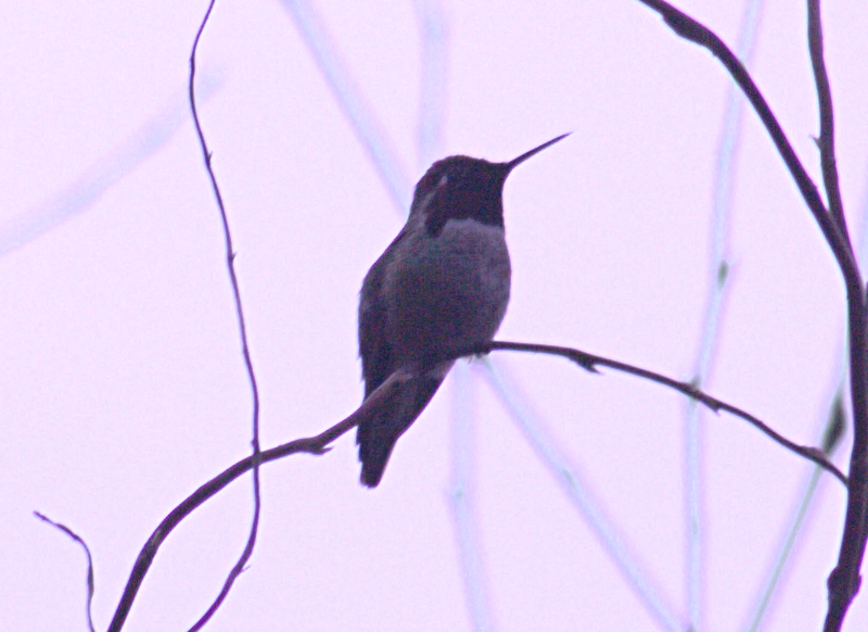 Male Annas Hummingbird
