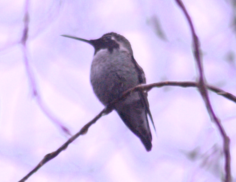 Male Annas Hummingbird