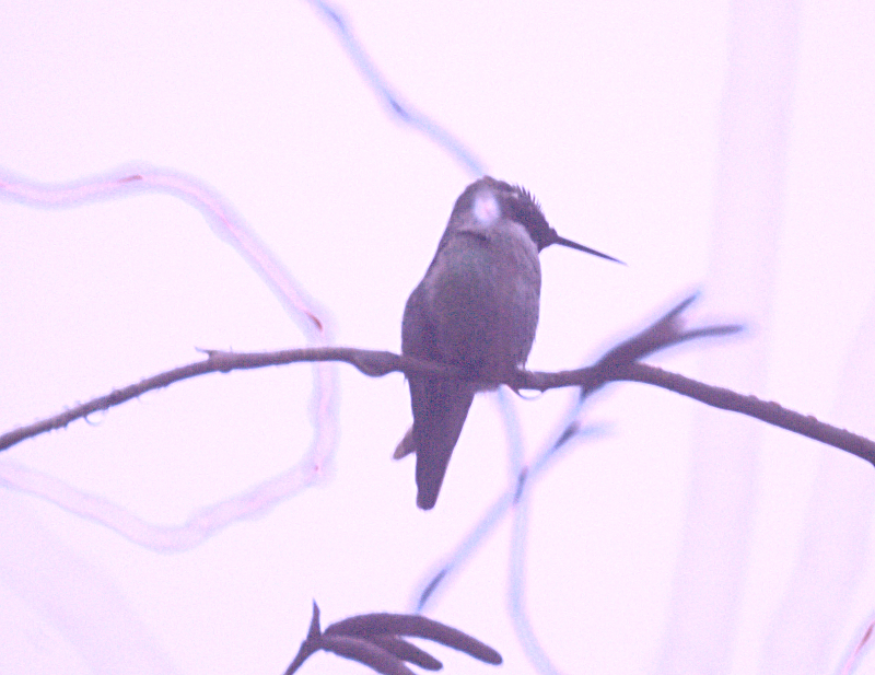 Male Annas Hummingbird