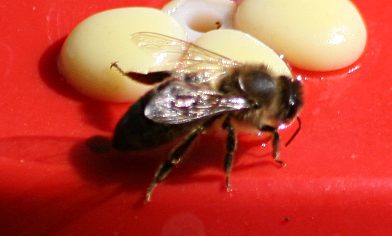 Bee