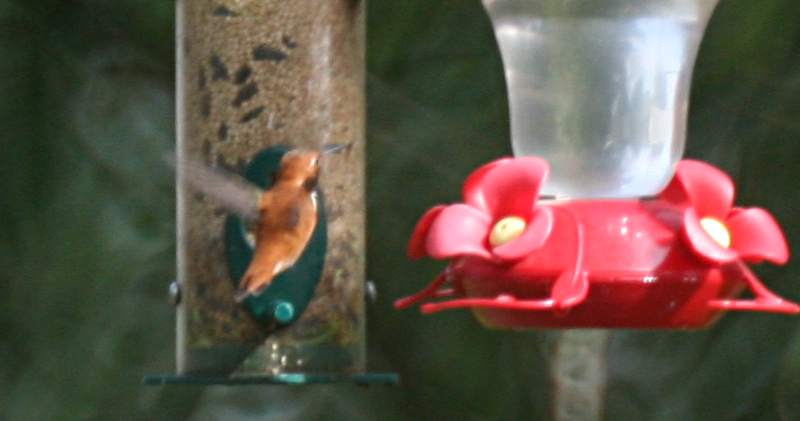 Rufous Hummingbird