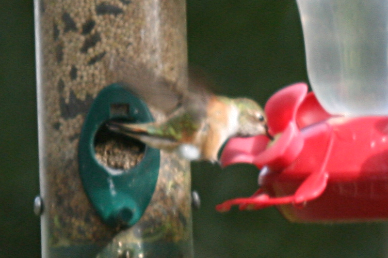 Female Rufous Hummingbird