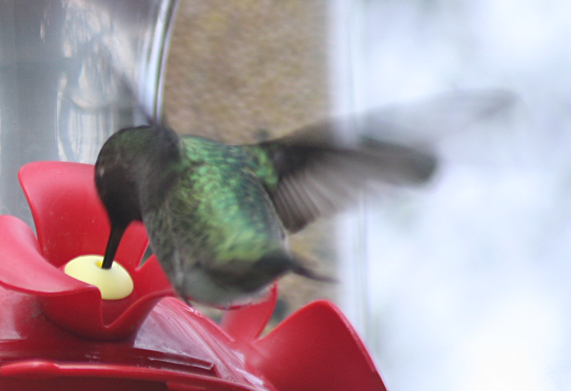 Male Annas Hummingbird