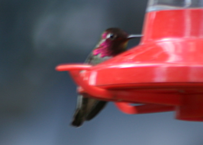 Male Annas Hummingbird