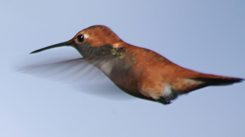Rufous Hummingbird