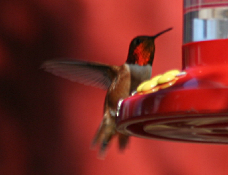 Male Annas Hummingbird