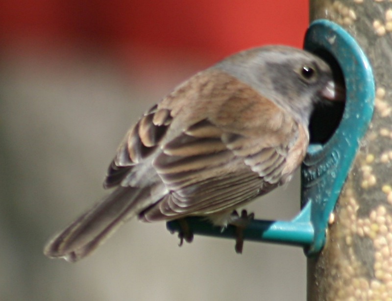 Female Dark-Eyed Junko