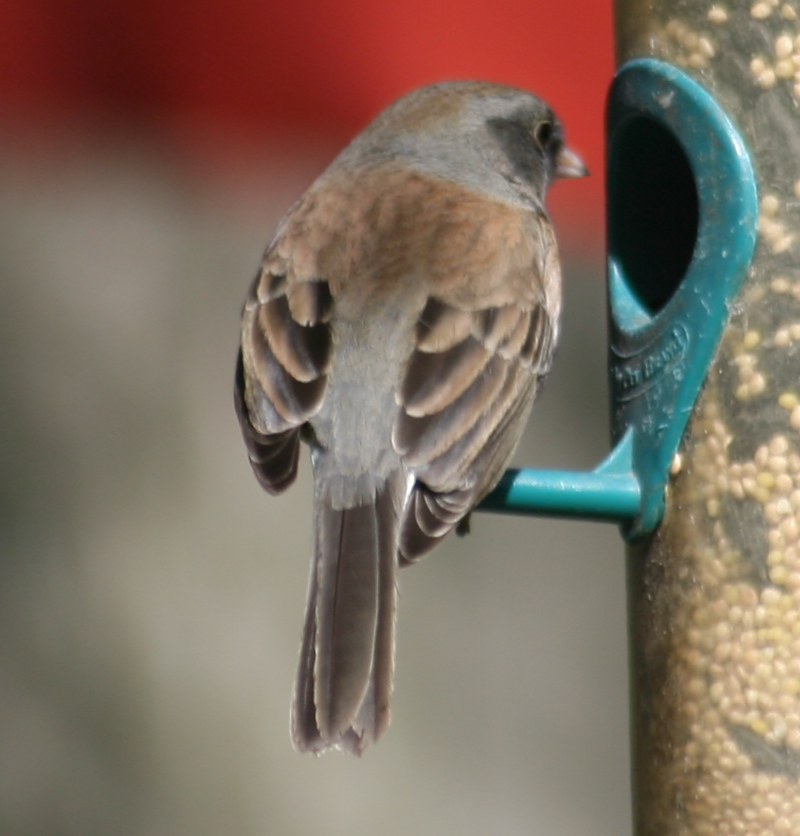 Female Dark-Eyed Junko